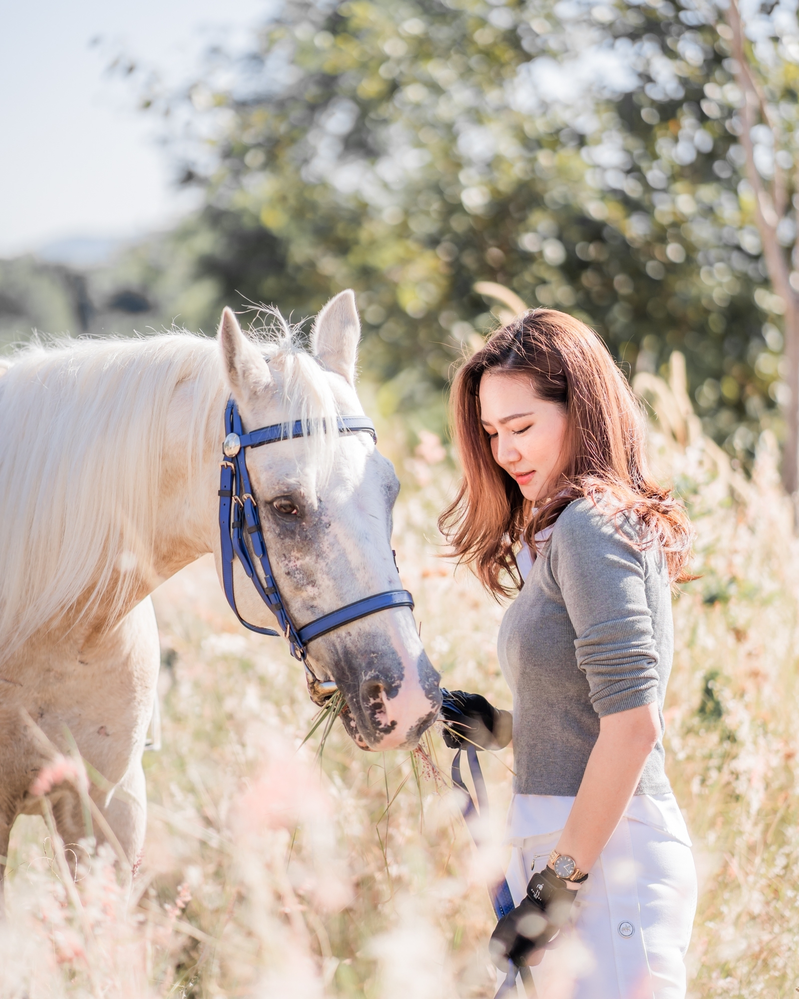 Horses at Pong Horse Park, Chiang Mai