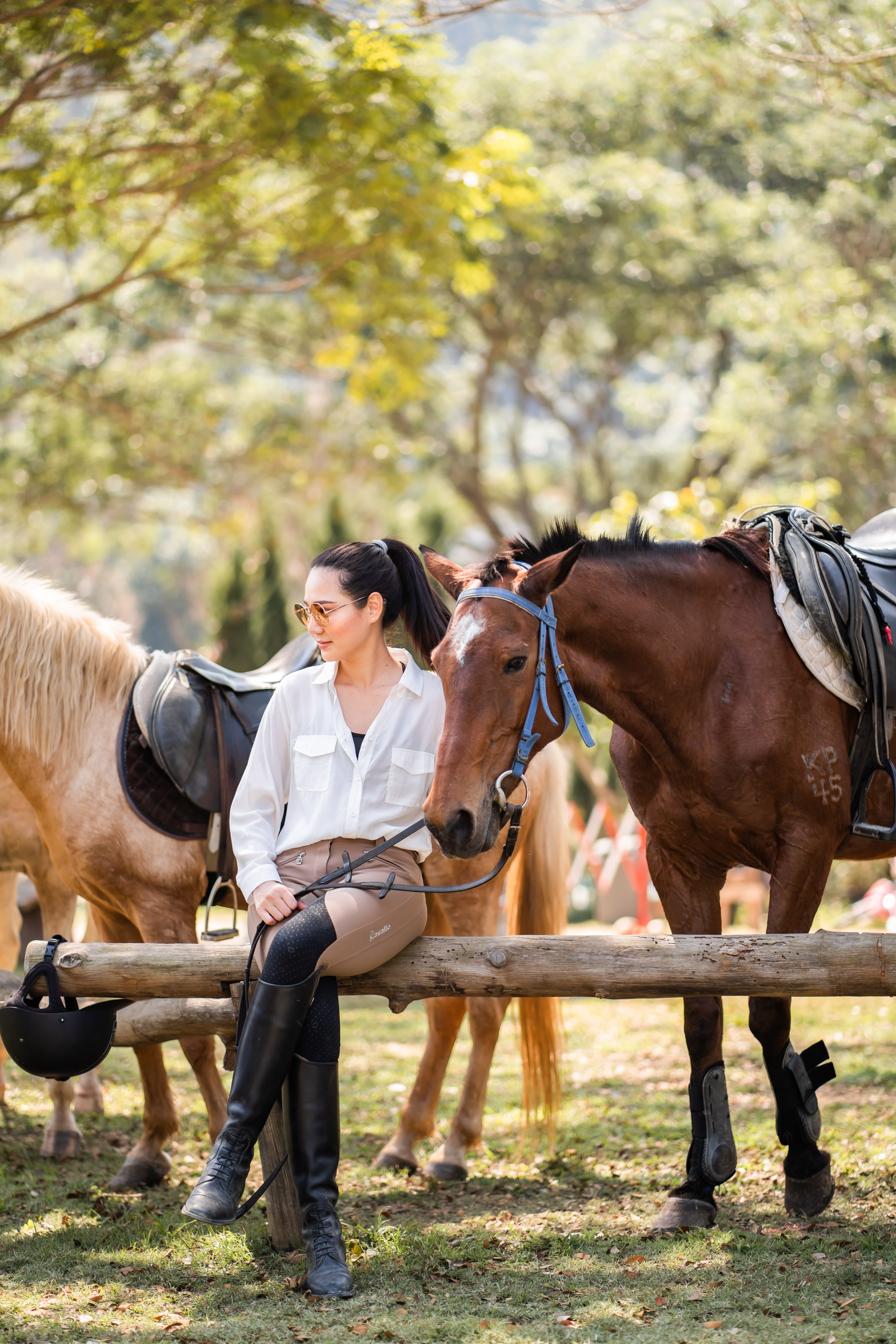 Horses at Pong Horse Park, Chiang Mai