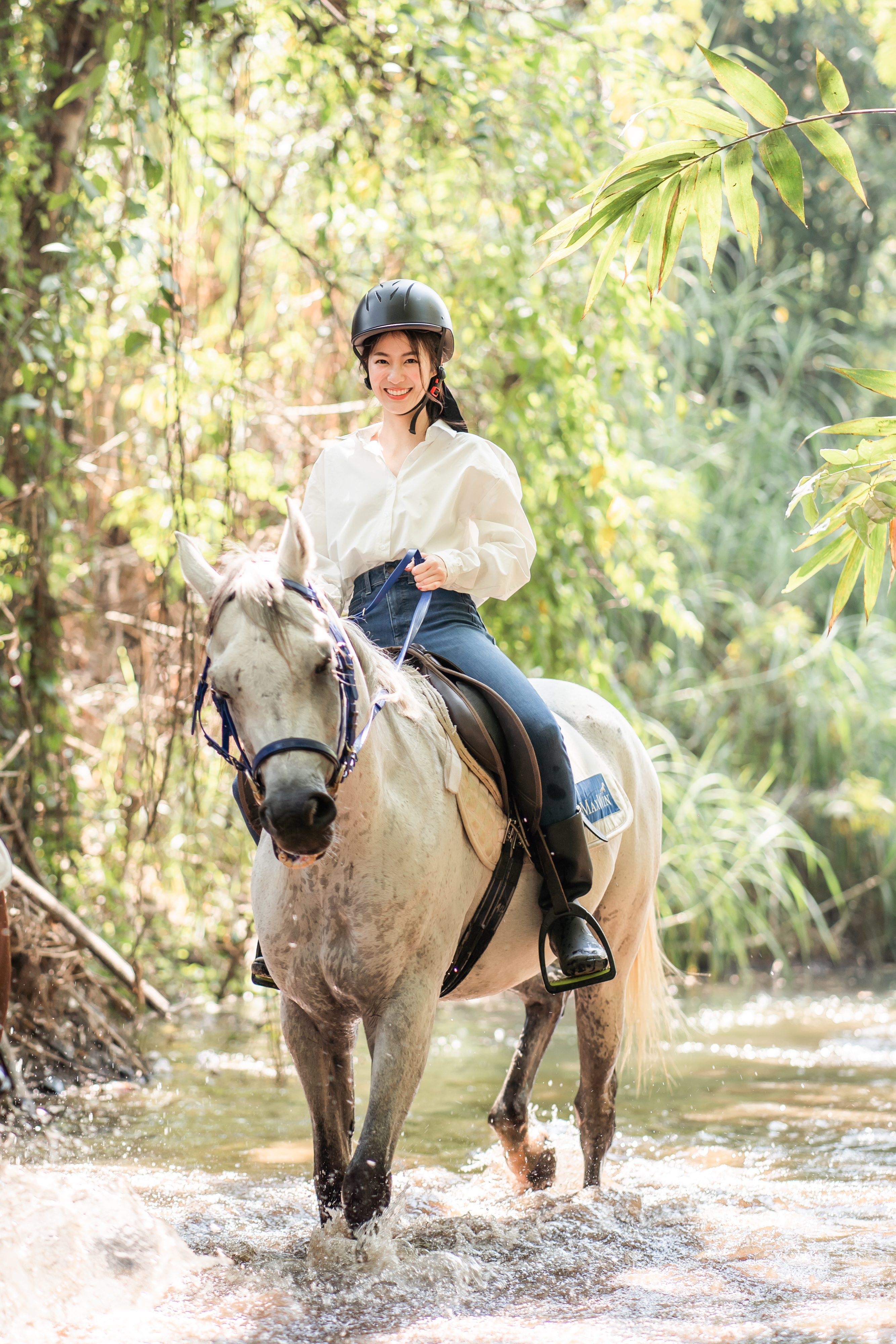 Horses at Pong Horse Park, Chiang Mai