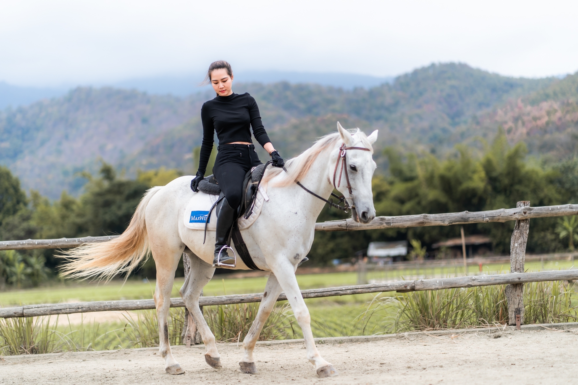 Horses at Pong Horse Park, Chiang Mai