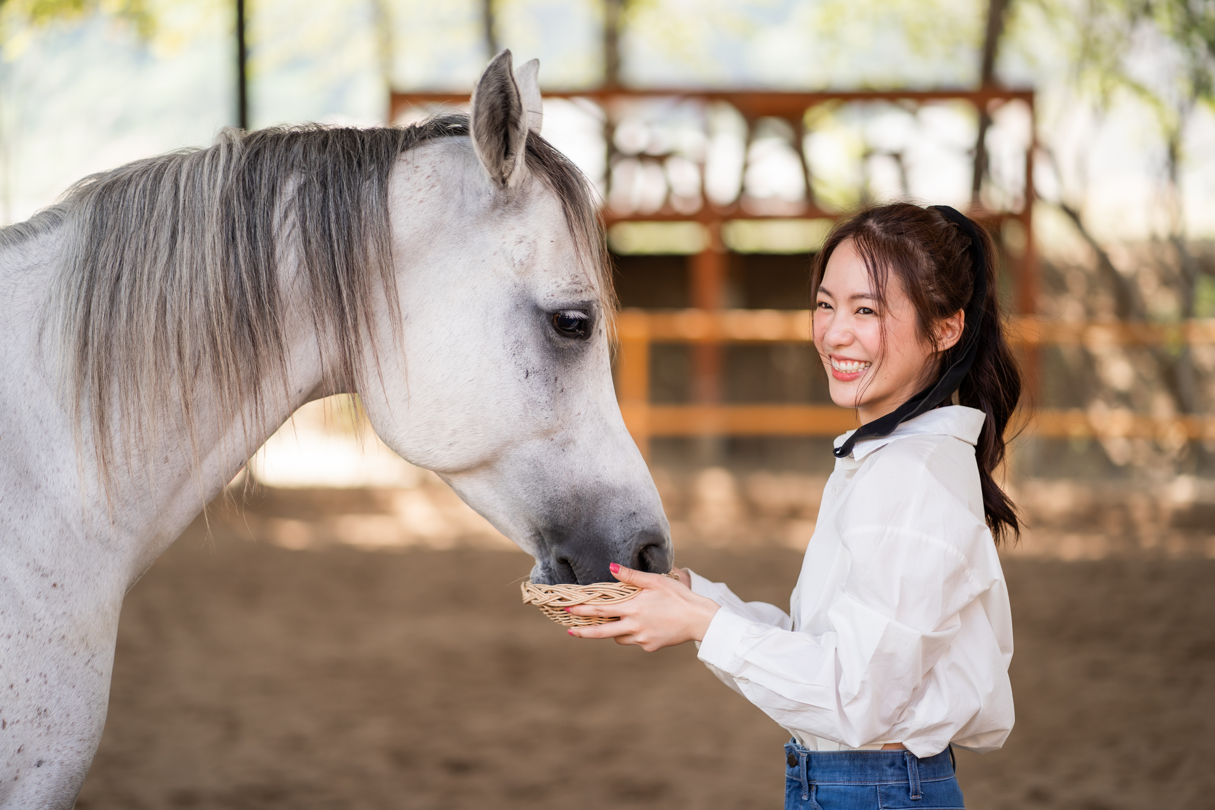 Horses at Pong Horse Park, Chiang Mai